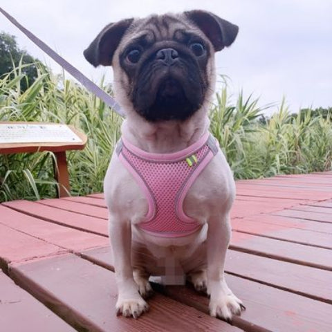 bulldog qui porte le harnais petit chien rose en maille rose de qualite
