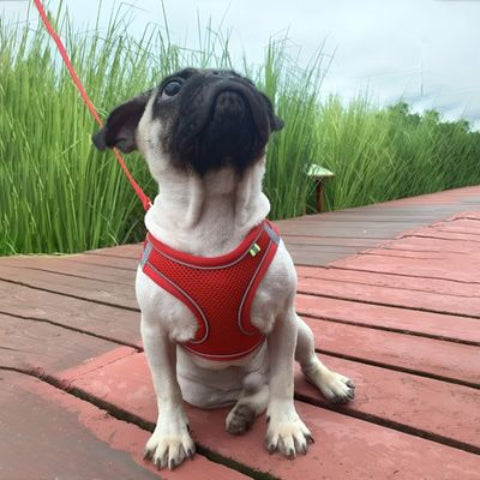 bulldog qui porte le harnais petit chien rose en maille tres elegant