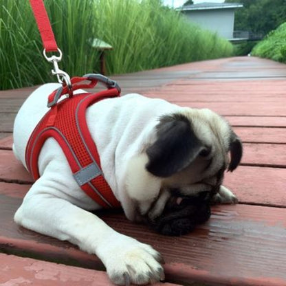 bulldog qui porte le harnais petit chien rose en maille tres oli