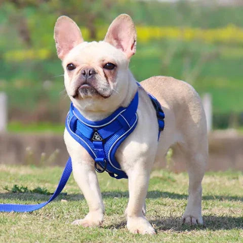 bulldog qui porte le harnais petit chien selle de moulage bleu qui transforme vos promenades
