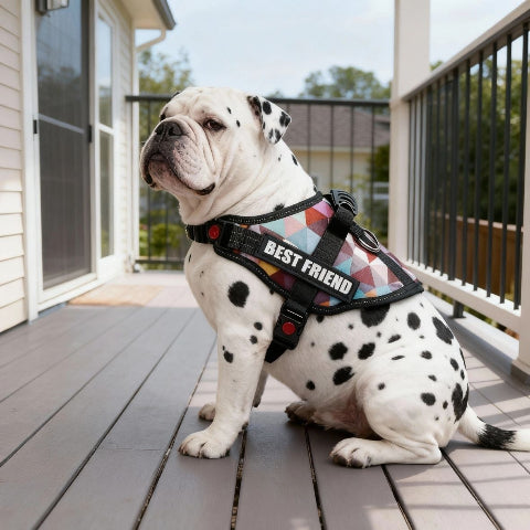 bulldog qui porte le harnais pour chien de service Servidog mosaic robuste