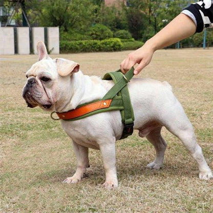 bulldog qui porte le harnais pour chien poitrail en nylon vert qui se promene avec son proprietaire dans un parc