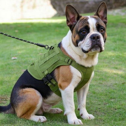 bulldog qui porte le harnais tactique chien vert arme essentiel