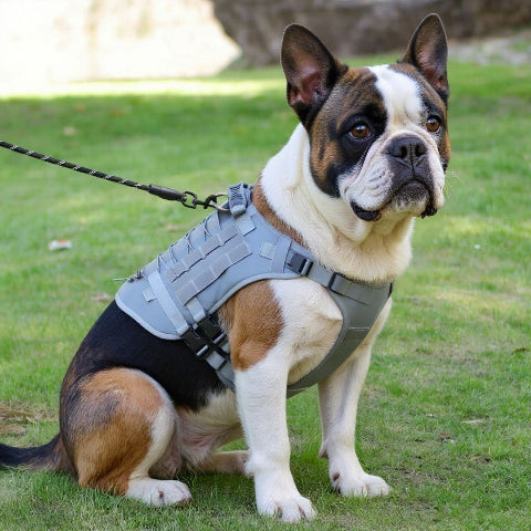 bulldog qui porte le harnais tactique chien gris indispensable