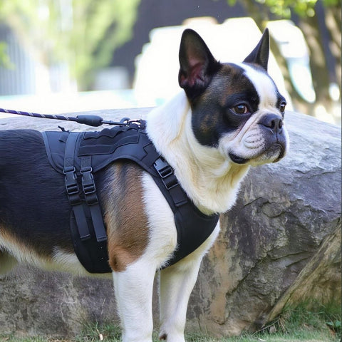 bulldog qui porte le harnais tactique chien noir robuste