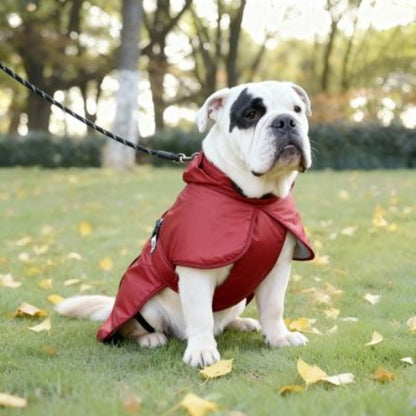 bulldog qui porte le manteau chien impermeable rouge