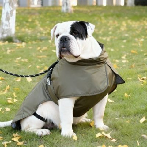 bulldog qui porte le manteau chien impermeable vert