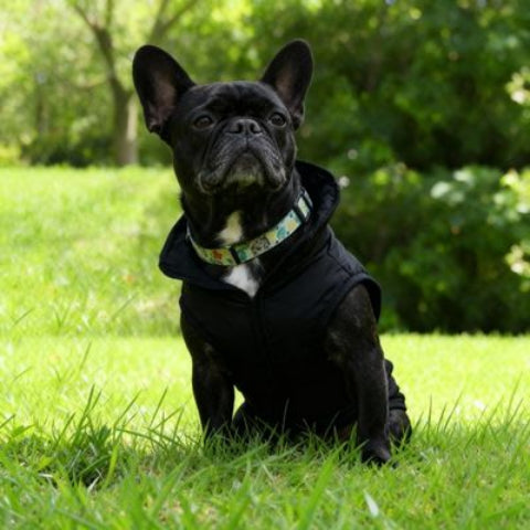 bulldog qui porte le manteau chien noir