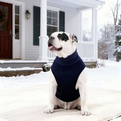 bulldog qui porte le manteau pour chien gilet bleu tres joli
