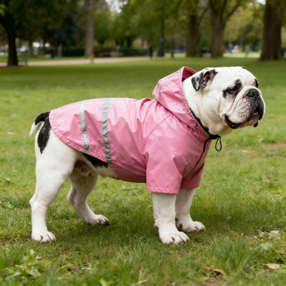bulldog qui porte le manteau pour chien impermeable rose elegant