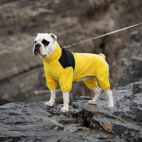 bulldog qui porte le manteau pour chien pawtectpro jaune adorable