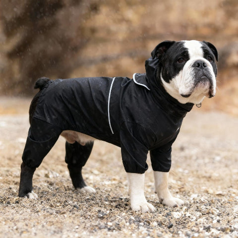 bulldog qui porte le manteau pour chien pawtectpro noir durable