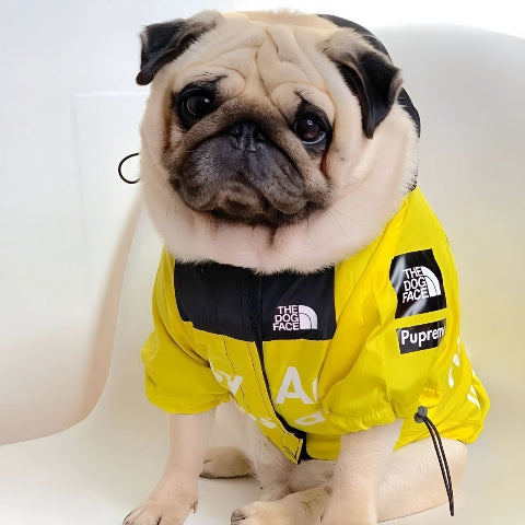 bulldog qui porte le manteau pour chien the dog face jaune chic