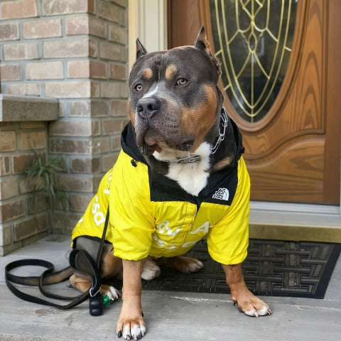 bulldog qui porte le manteau pour chien the dog face jaune 