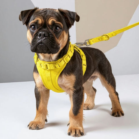 bulldog qui porte le harnais anti traction chien jaune de bonne qualite