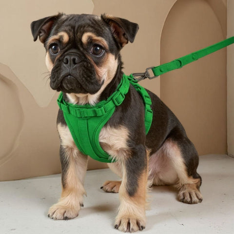 bulldog qui porte le harnais anti traction chien vert indispensable