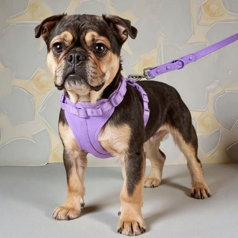 bulldog qui porte le harnais anti traction chien violet securitaire