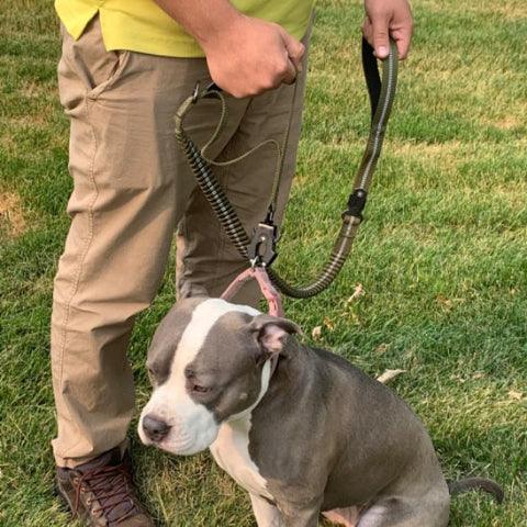bulldog qui se promene avec son proprietaire en portant la laisse chien tactique anti choc