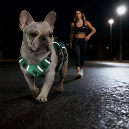 bulldog qui se promene en portant le harnais chien Triple sangle avec poignee vert tres lumineux