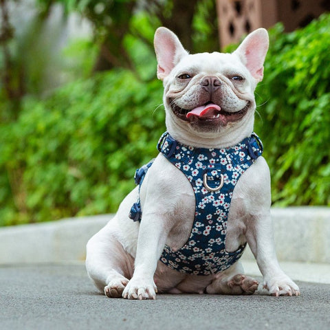 bulldog qui se promene en portant le harnais chien Truelove bleu saxony