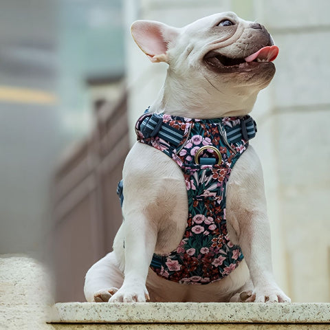 bulldog qui se promene en portant le harnais chien Truelove marine blazer efficace