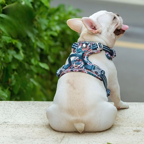 bulldog qui se promene en portant le harnais chien Truelove marine blazer indispensable