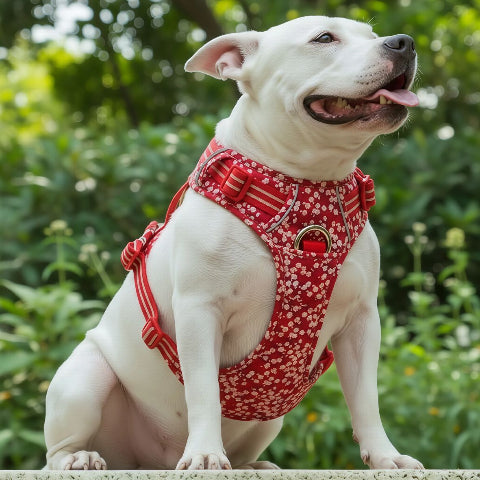 bulldog qui se promene en portant le harnais chien Truelove rouge poppy de bonne qualite