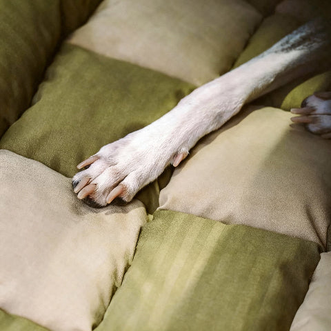 canape lit pour chien moelleux