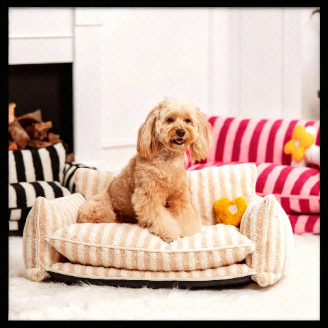 canape pour chien confortable