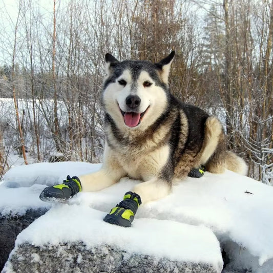 Chaussures pour chien | Truelove