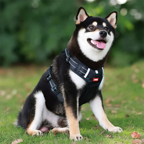 chien qui joue dans un jardin en portant le harnais chien Laisse anti traction noir