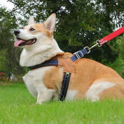 chien qui joue en portant le harnais anti traction chien sangle de poitrine bleu indispensable