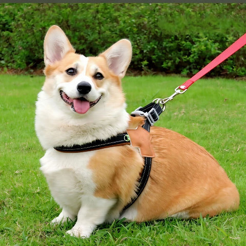 chien qui joue en portant le harnais anti traction chien sangle de poitrine efficace