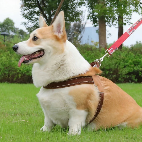 chien qui joue en portant le harnais anti traction chien sangle de poitrine kaki essentiel