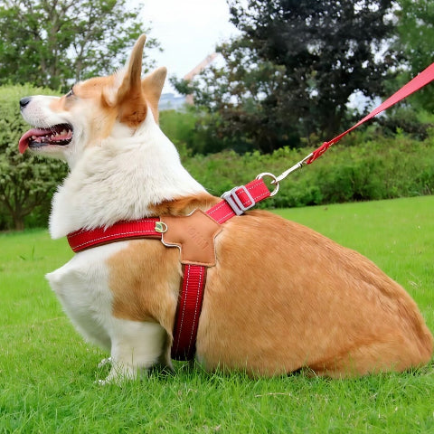 chien qui joue en portant le harnais anti traction chien sangle de poitrine rouge de bonne qualite