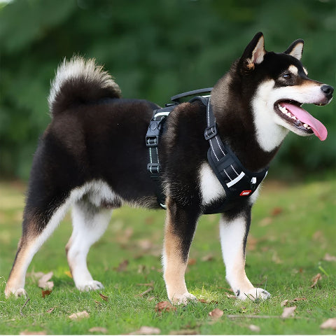 chien qui marche dans un parc en portant le harnais chien Laisse anti traction noir de bonne qualite