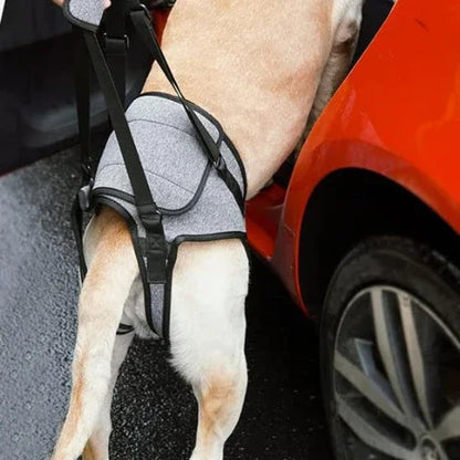 chien qui monte dans la voiture en porte le harnais chien Support de pattes arriere essentiel