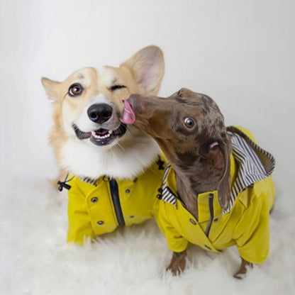 chien qui porte l impermeable pour chien jaune beau