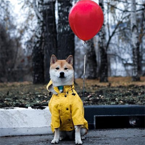 chien qui porte l impermeable pour chien jaune chic