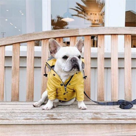 chien qui porte l impermeable pour chien jaune essentiel
