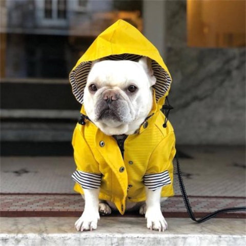 chien qui porte l impermeable pour chien jaune pratique