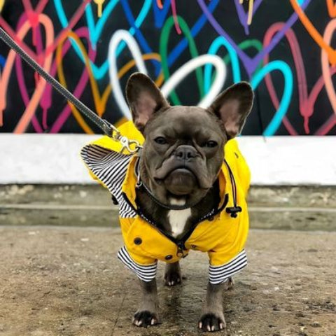 chien qui porte l impermeable pour chien jaune tres chic