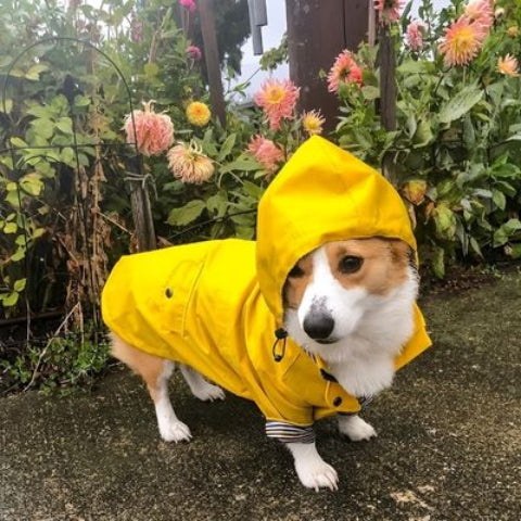 chien qui porte l impermeable pour chien jaune tres joli