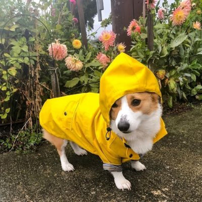 chien qui porte l impermeable pour chien jaune tres joli