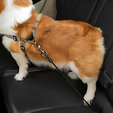 chien qui porte la laisse pour chien ceinture noire de voiture en acier