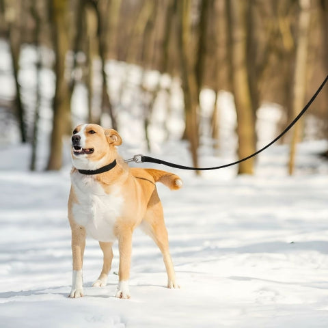 chien qui porte la laisse pour chien de dressage etanche en pvc noire