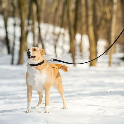 chien qui porte la laisse pour chien de dressage etanche en pvc noire