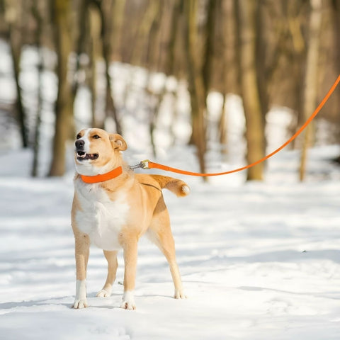 chien qui porte la laisse pour chien de dressage etanche en pvc orange