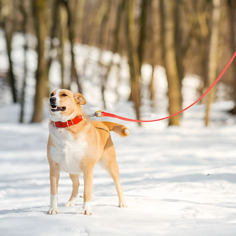 chien qui porte la laisse pour chien de dressage etanche en pvc rouge pratique