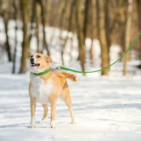 chien qui porte la laisse pour chien de dressage etanche en pvc verte